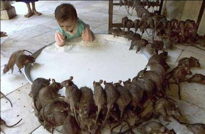 chof_weskot                           awla ............